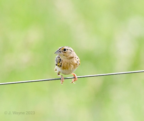 Grasshopper Sparrow - Jason Short