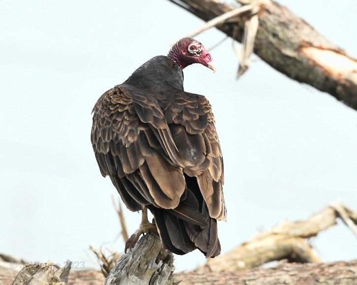 Turkey Vulture - Jason Short