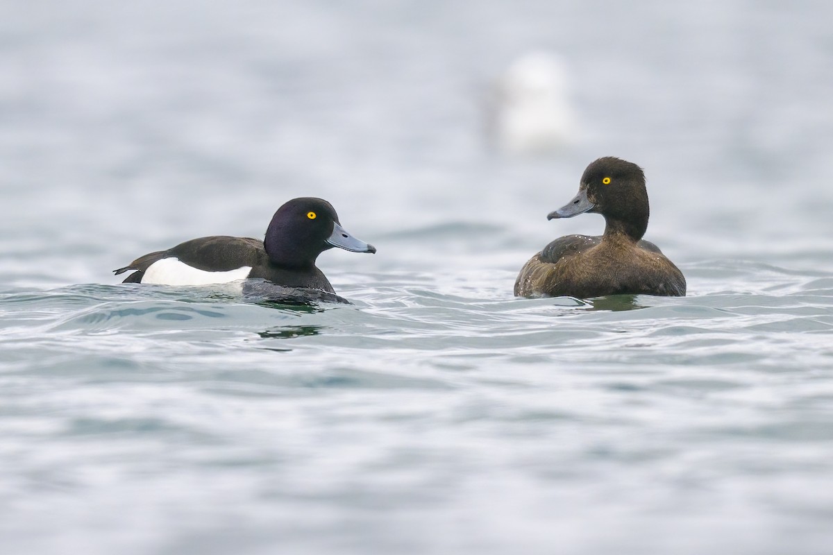 Tufted Duck - ML587273501
