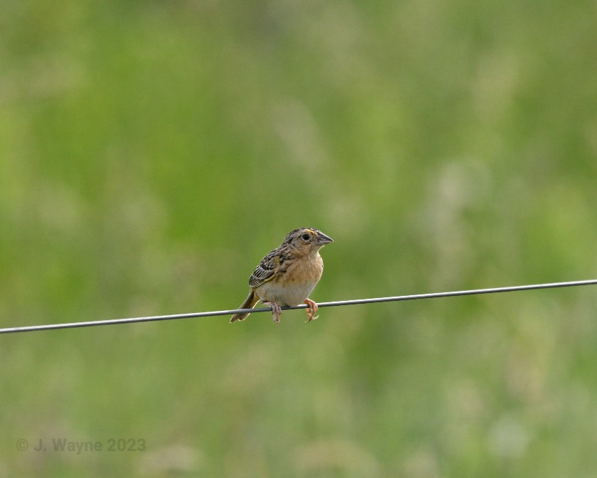 Grasshopper Sparrow - ML587273611
