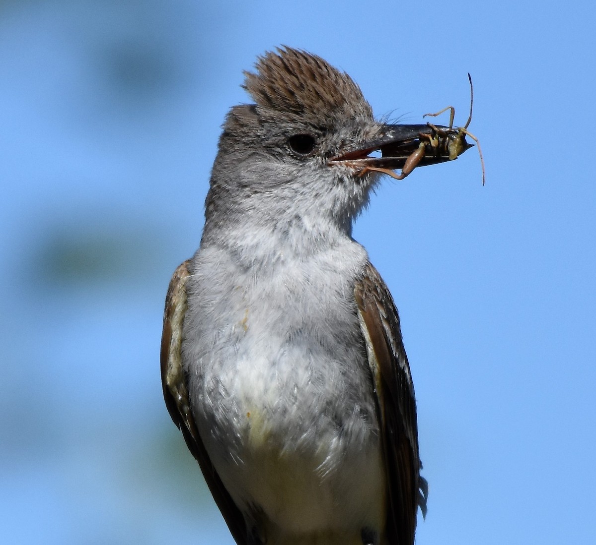 Brown-crested Flycatcher (Arizona) - Chris Rohrer