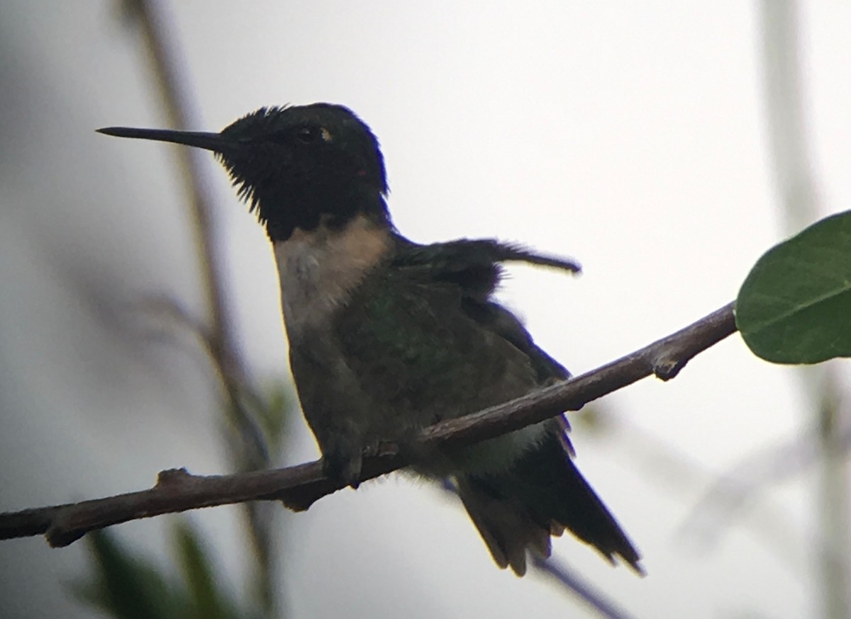 Ruby-throated Hummingbird - ML58727941