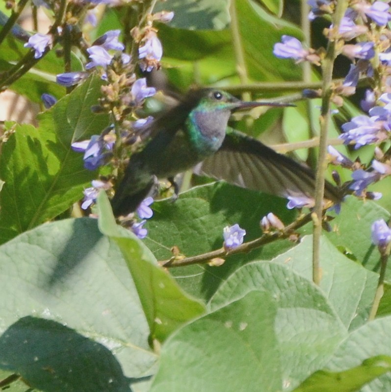 Charming Hummingbird - Jos Simons