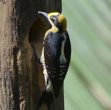 Golden-naped Woodpecker - ML587279621