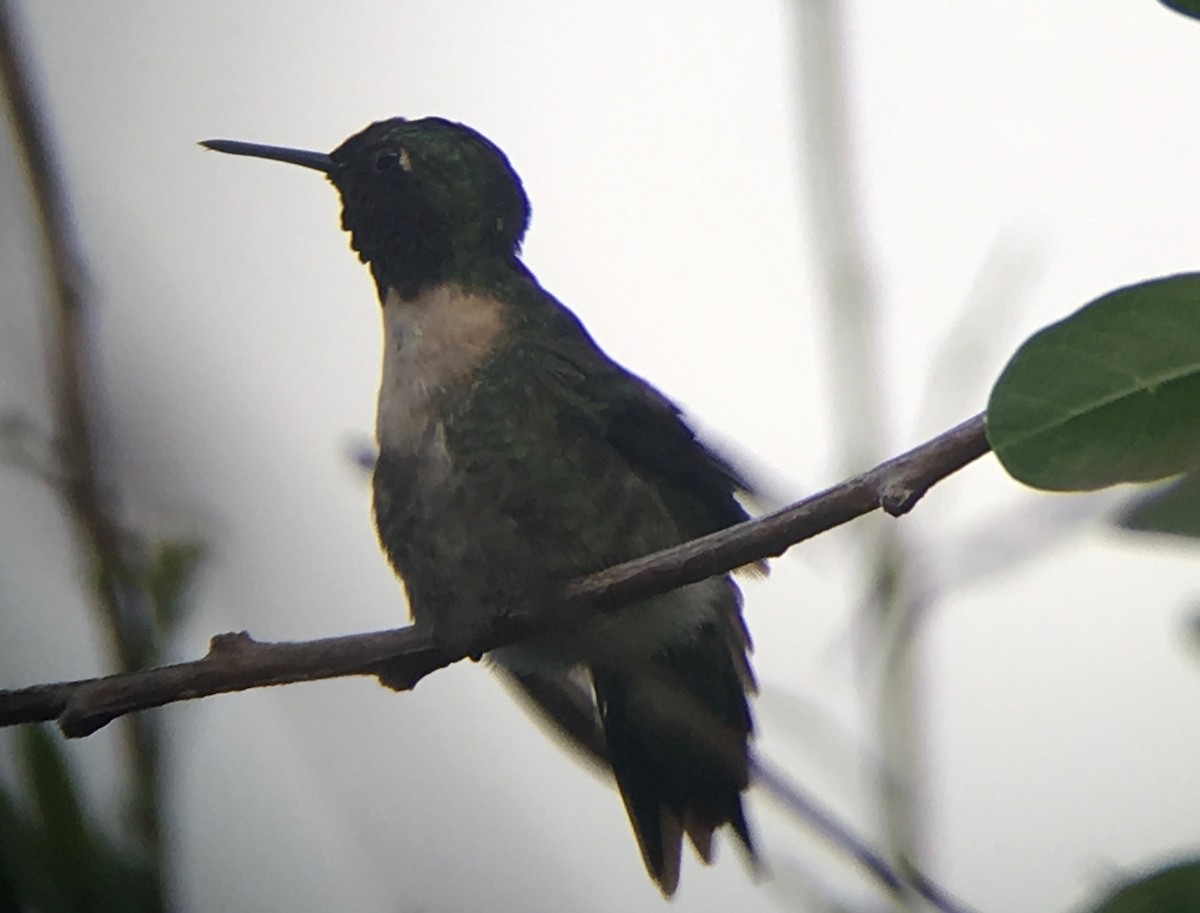 Ruby-throated Hummingbird - David Simpson