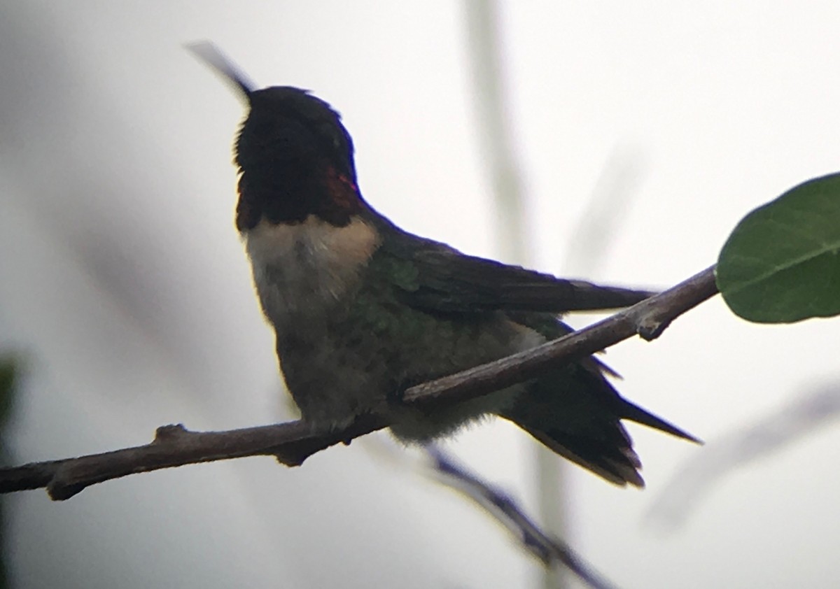 Ruby-throated Hummingbird - ML58728021