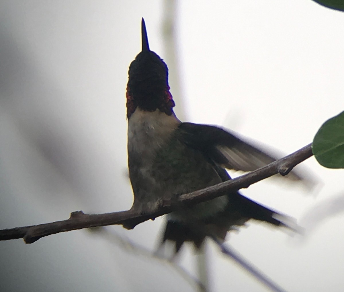 Ruby-throated Hummingbird - David Simpson