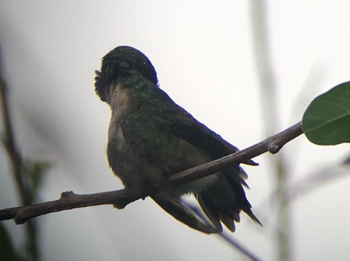 Ruby-throated Hummingbird - ML58728041