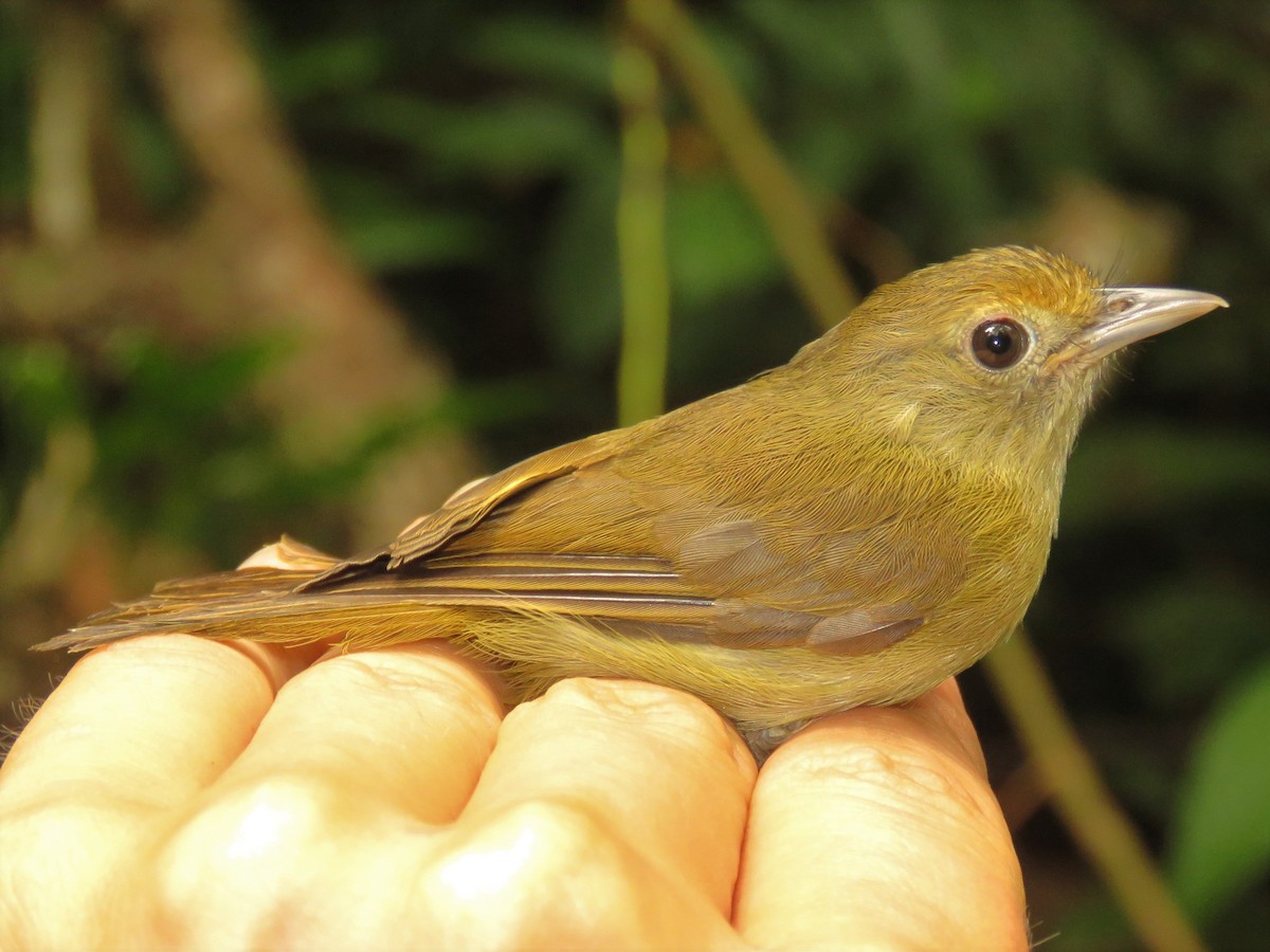 Tawny-crowned Greenlet - ML587281021
