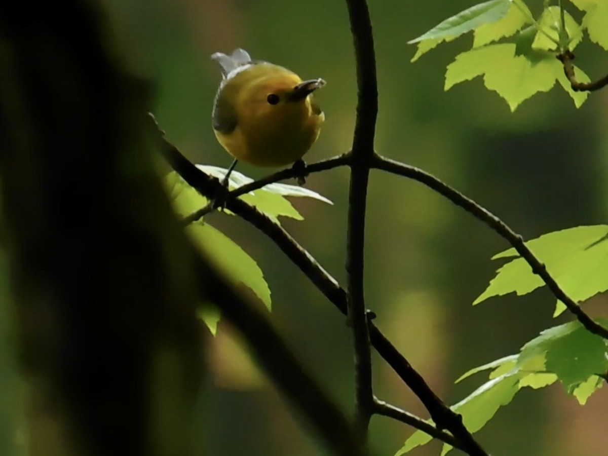 Prothonotary Warbler - ML587282921