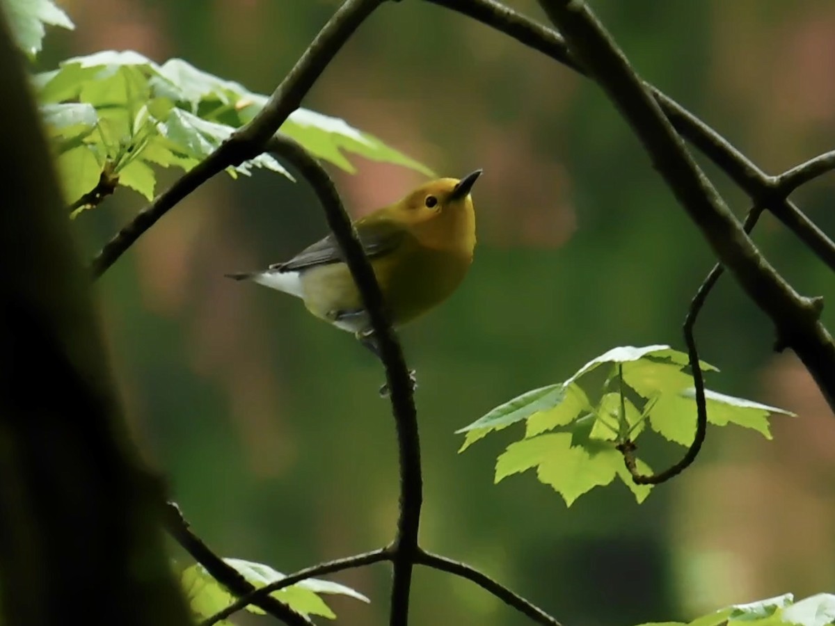 Prothonotary Warbler - ML587282931