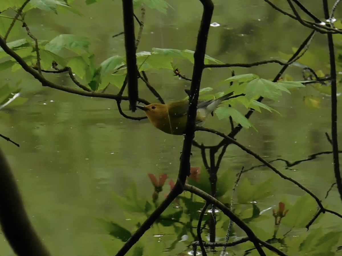Prothonotary Warbler - ML587282941