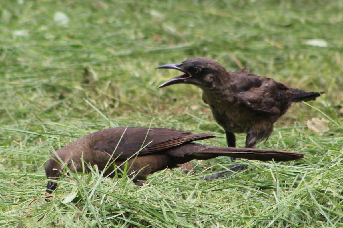 Great-tailed Grackle - ML587283671
