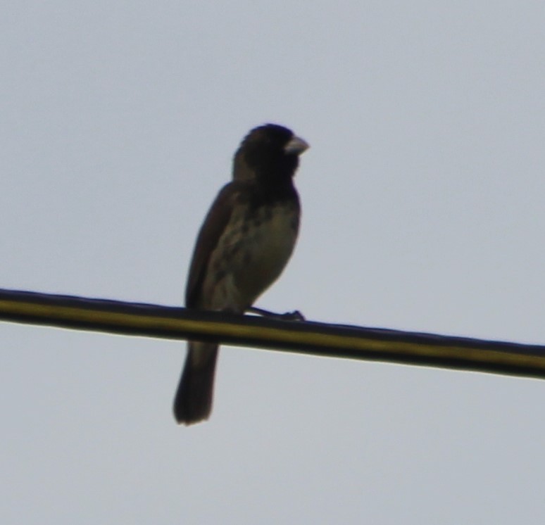 Yellow-bellied Seedeater - ML587285481