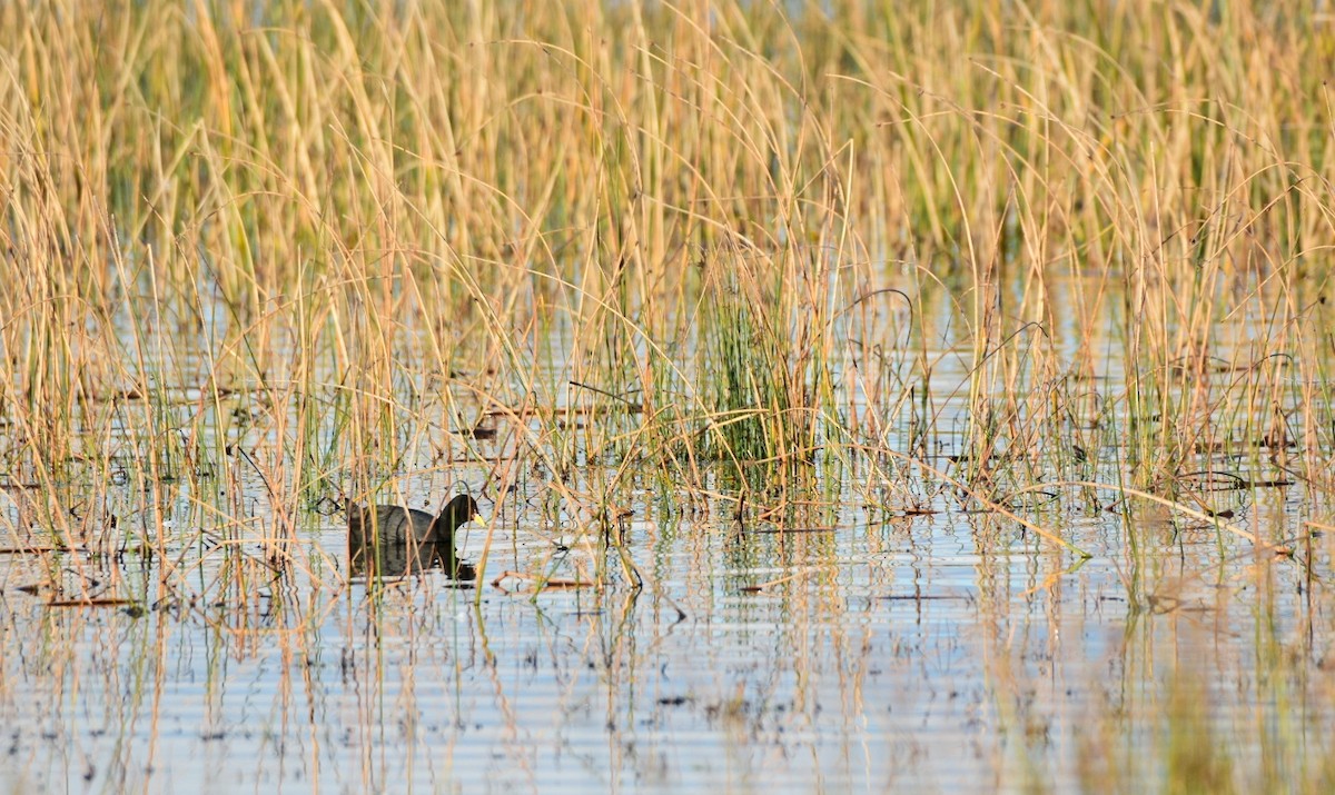 Red-fronted Coot - Bárbara Cubillo Atero