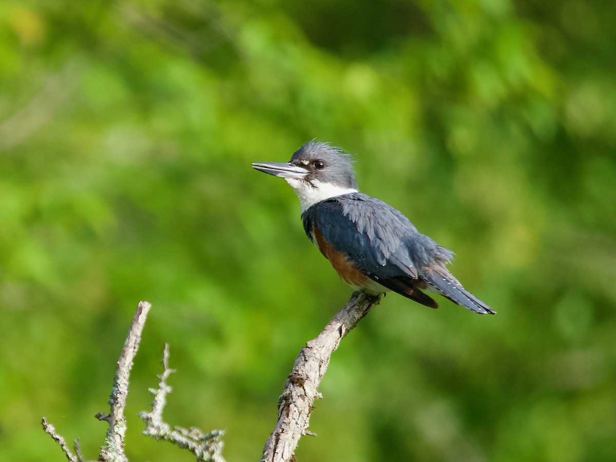 Belted Kingfisher - ML587293101