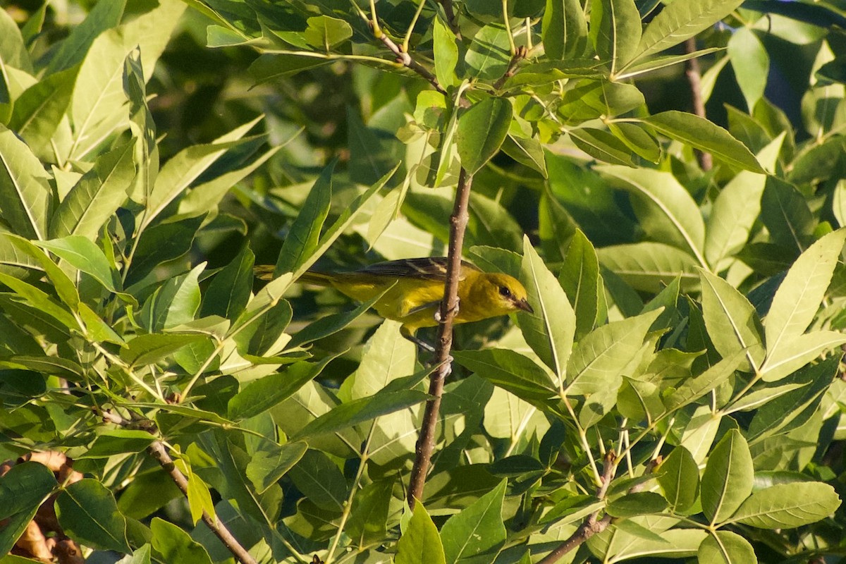 Orchard Oriole - ML587296431