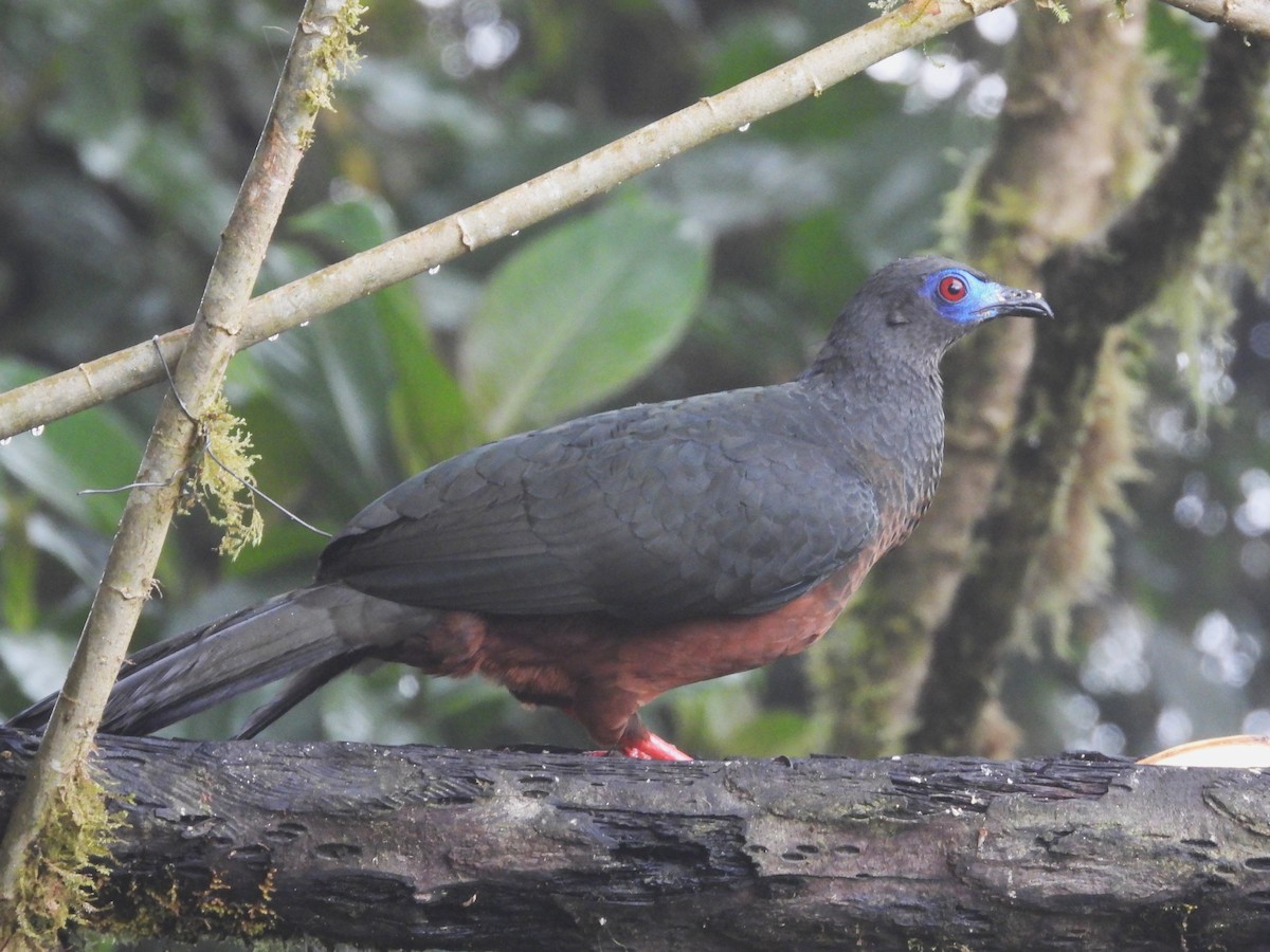 Sickle-winged Guan - ML587298291