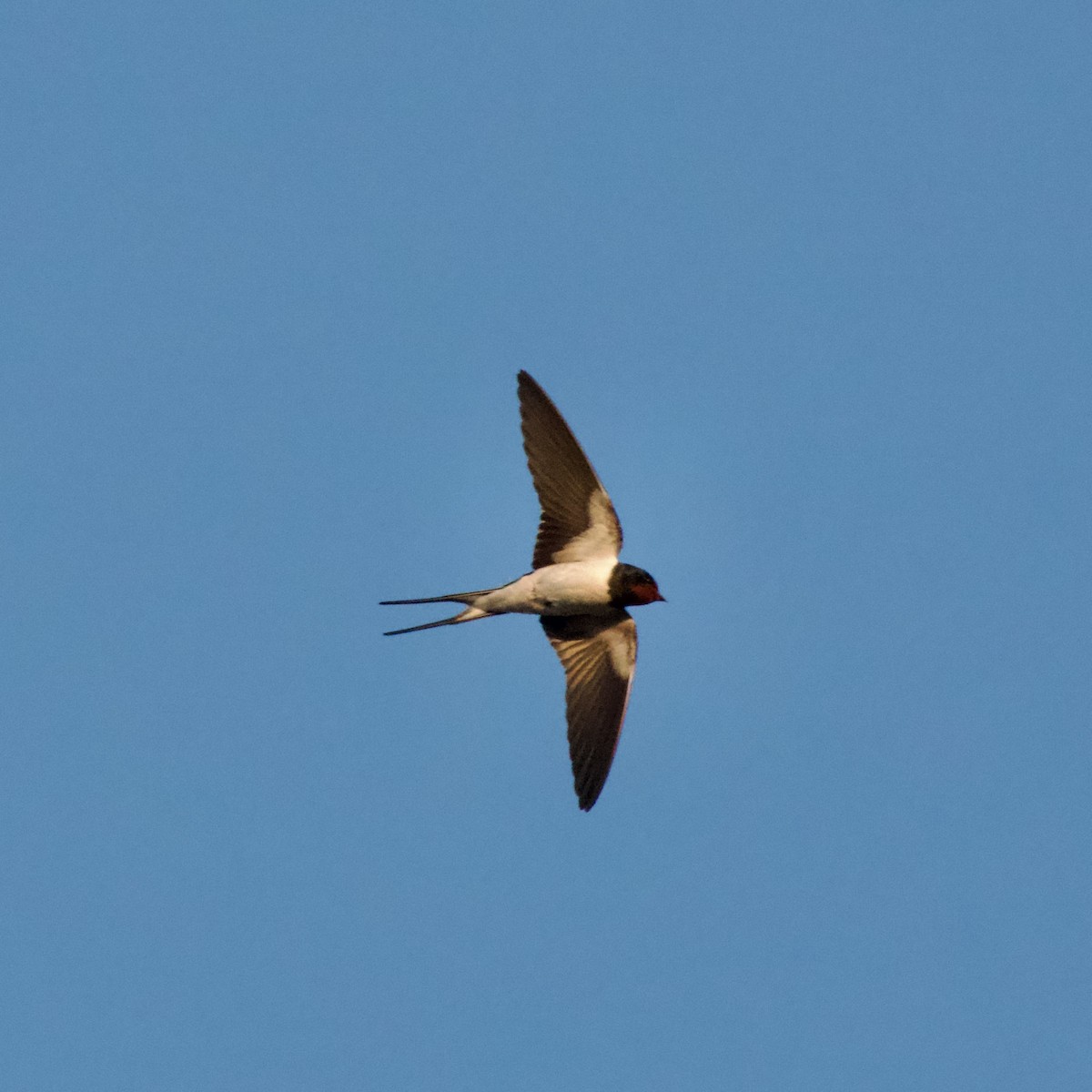 Barn Swallow - ML587299591