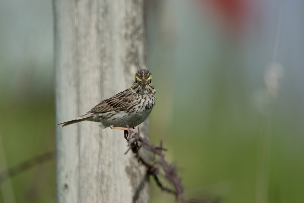 Savannah Sparrow - ML587308571