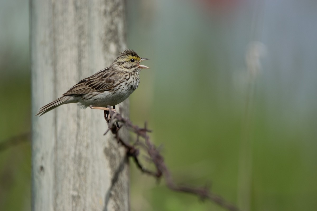 Savannah Sparrow - ML587308611