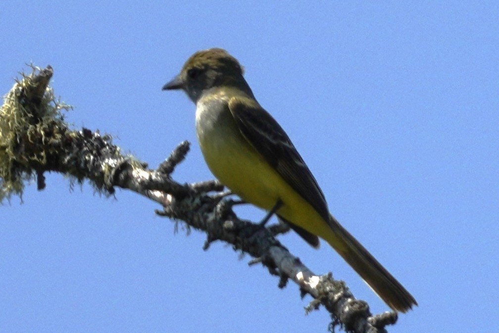 Great Crested Flycatcher - ML587310081