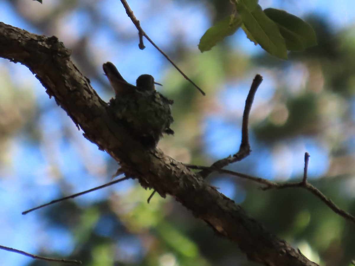 Broad-tailed Hummingbird - ML587320331