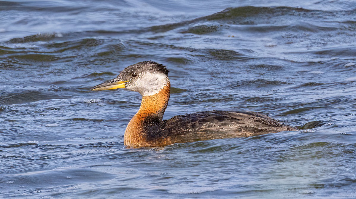 Red-necked Grebe - ML587325171