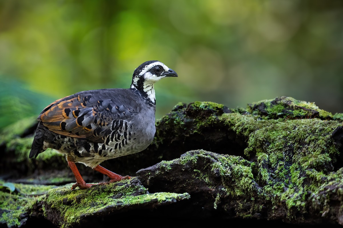 Gray-breasted Partridge - ML587328111
