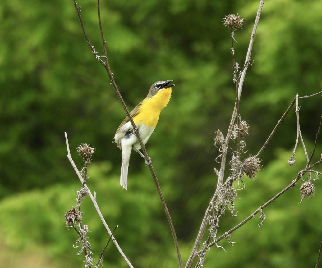 Yellow-breasted Chat - ML587329051