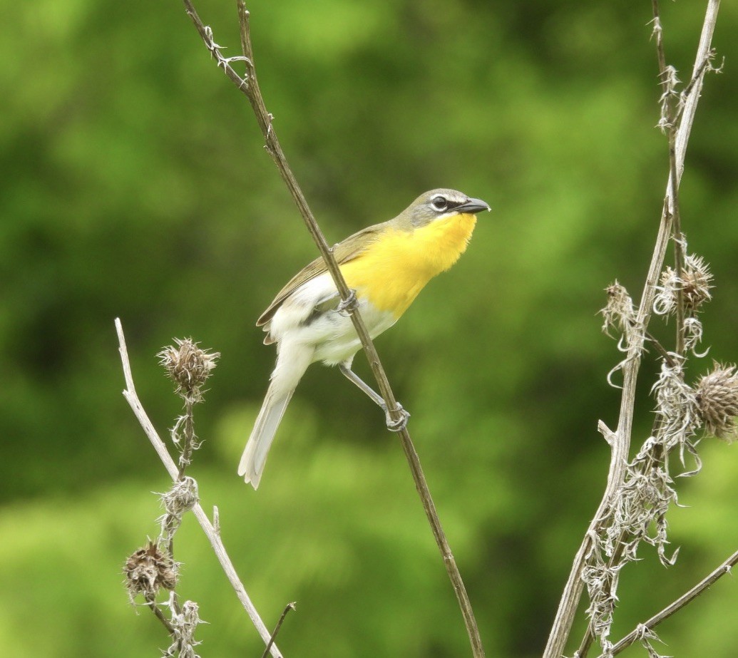 Yellow-breasted Chat - ML587329071