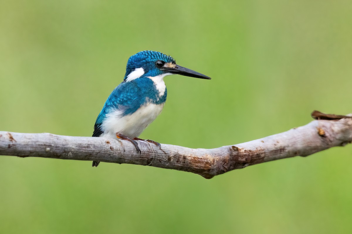 Small Blue Kingfisher - ML587329271