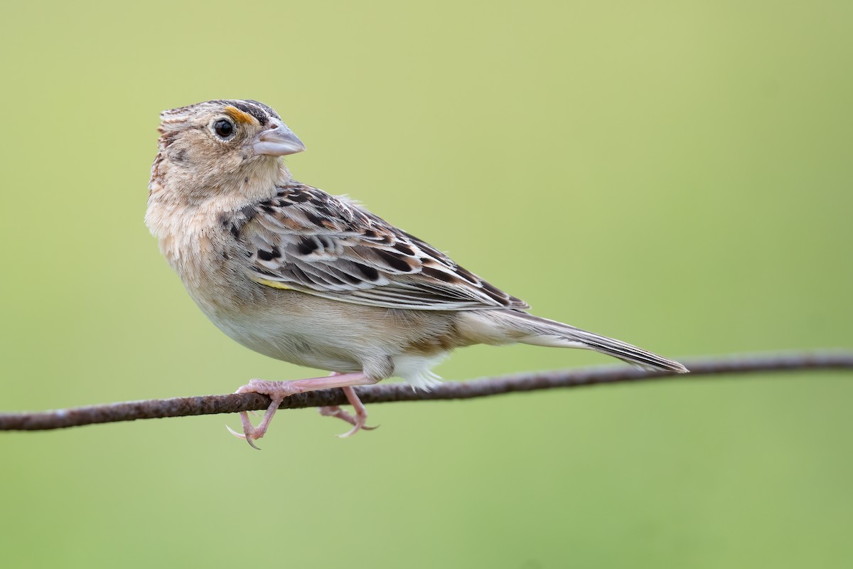 Grasshopper Sparrow - ML587330641
