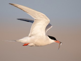  - Common Tern (hirundo/tibetana)