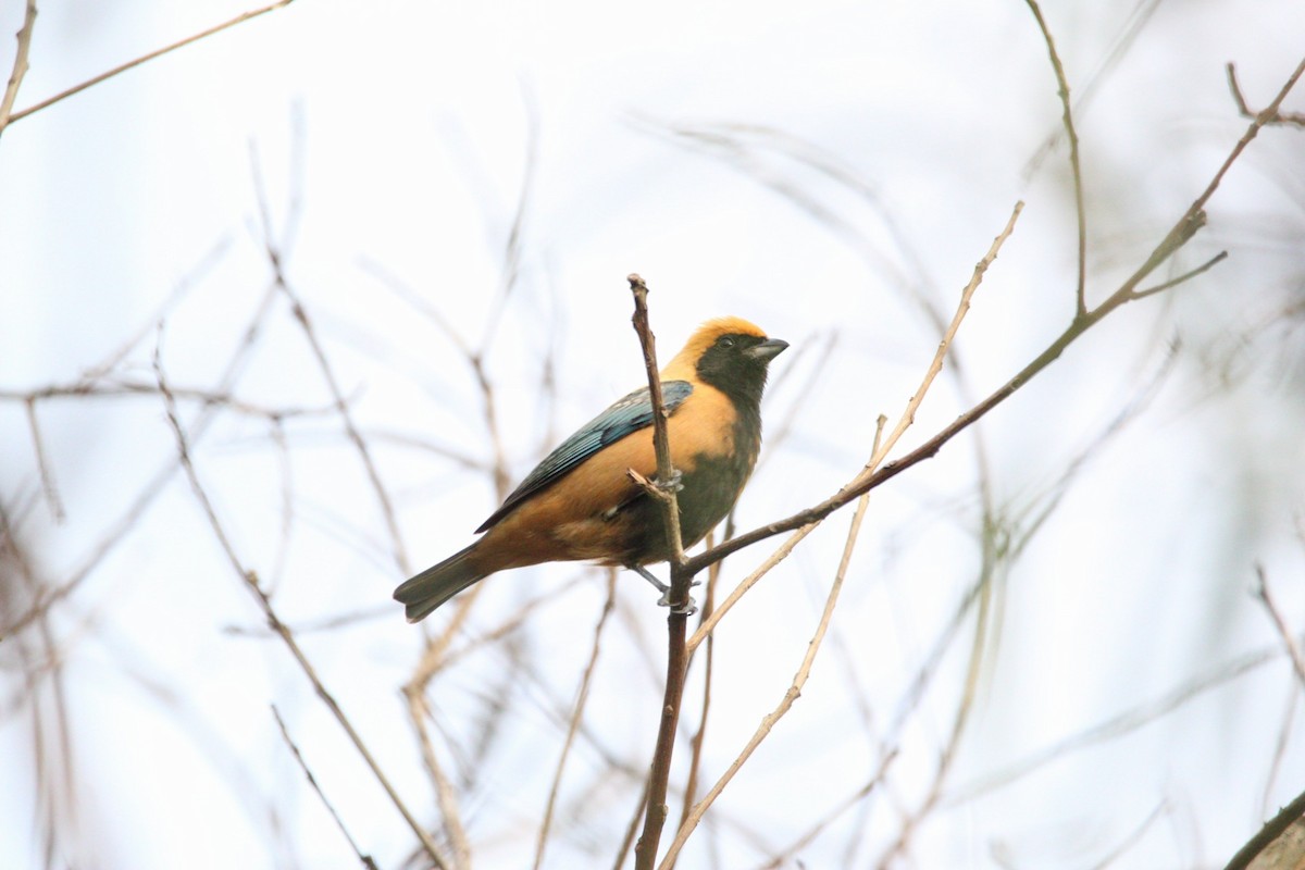 Burnished-buff Tanager - ML587336621