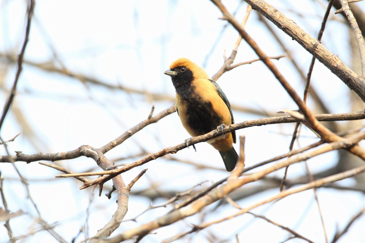Burnished-buff Tanager - ML587336631