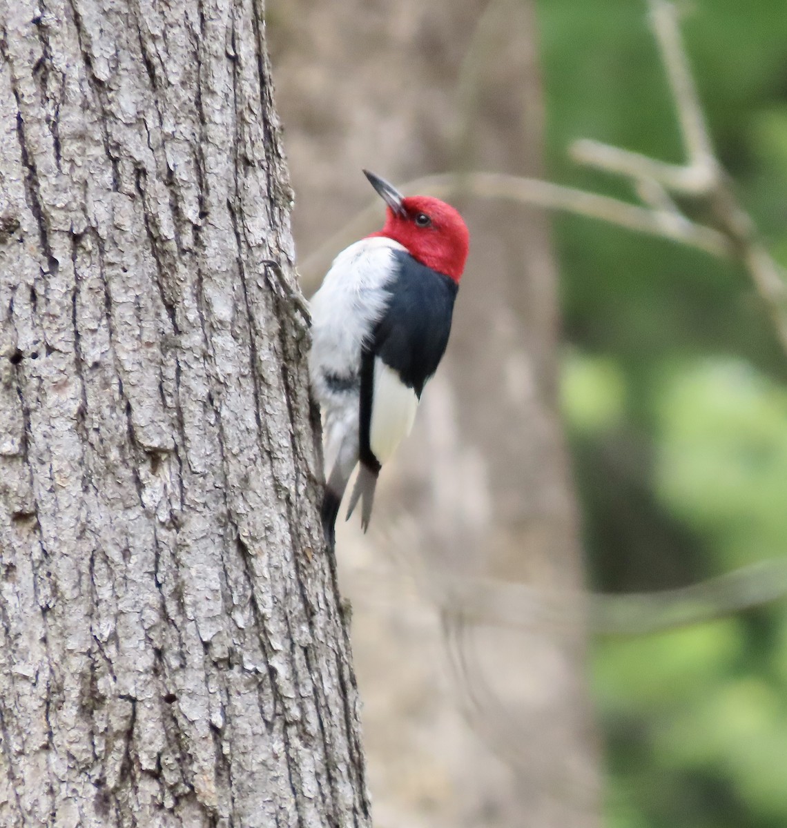 Red-headed Woodpecker - ML587337291