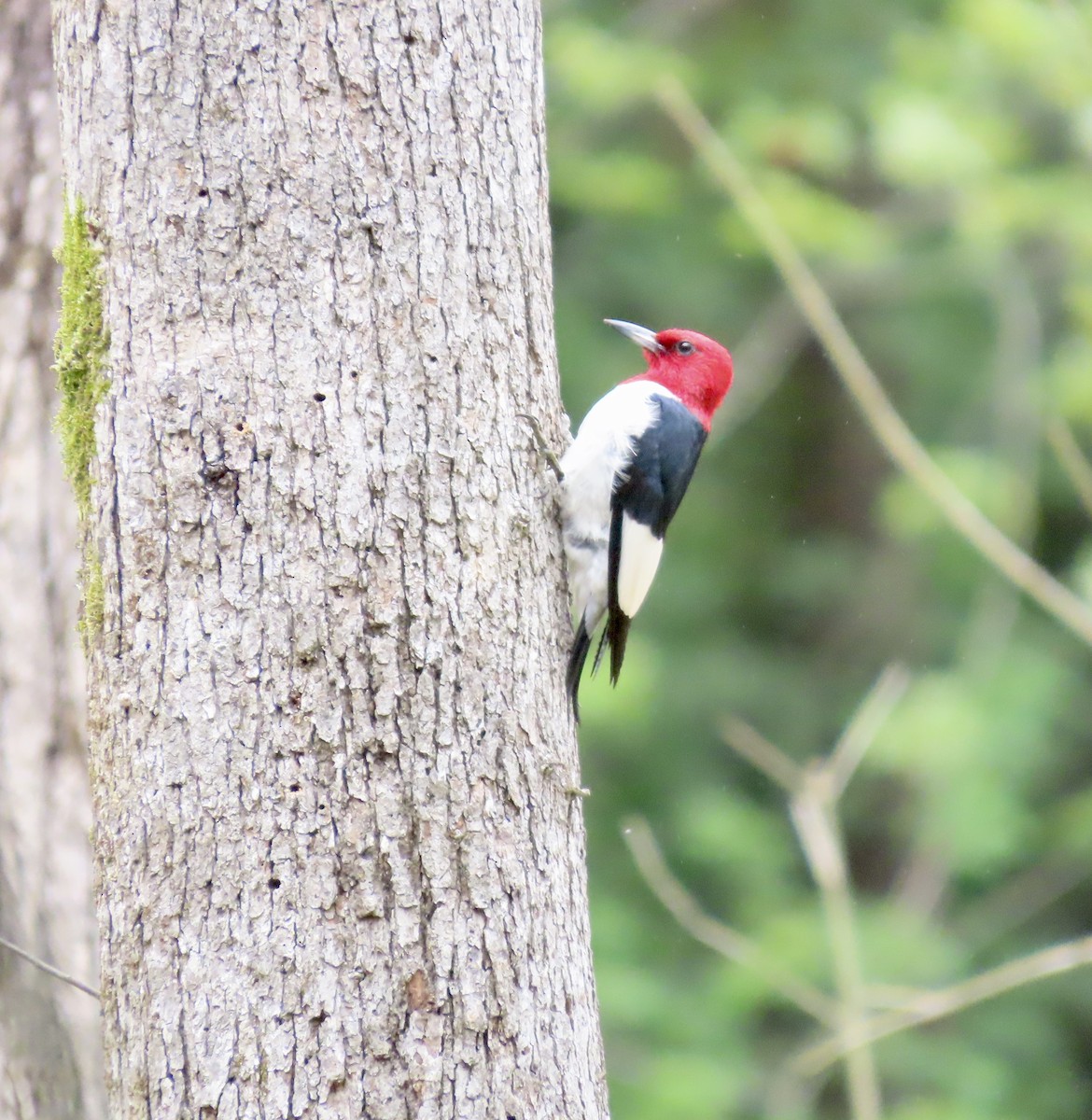 Red-headed Woodpecker - ML587337301