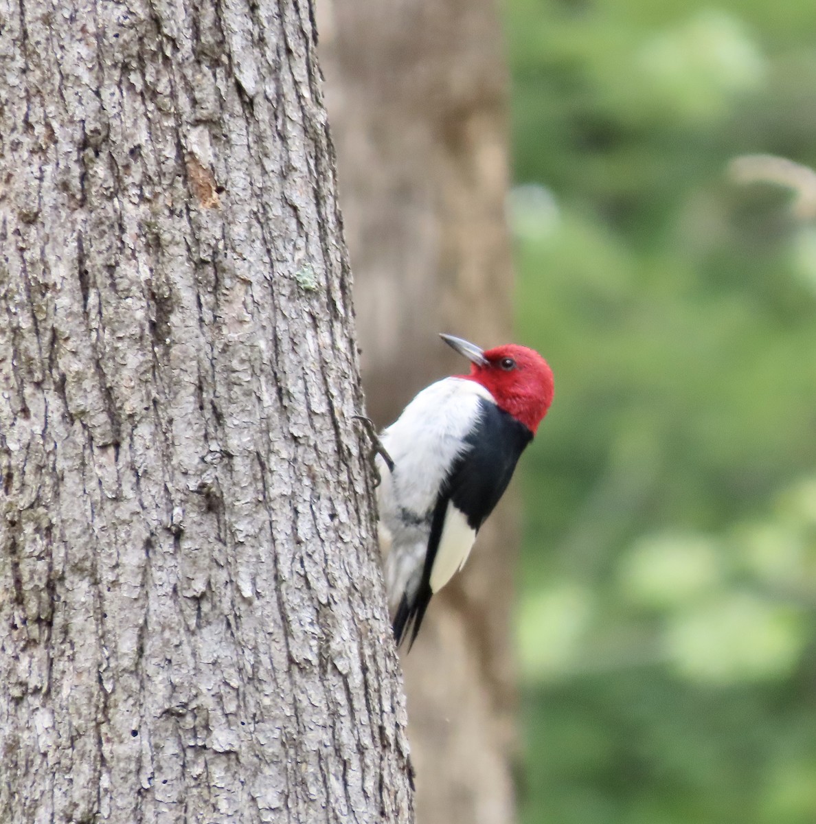 Red-headed Woodpecker - ML587337311