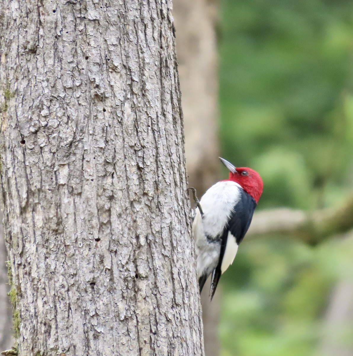 Red-headed Woodpecker - ML587337321