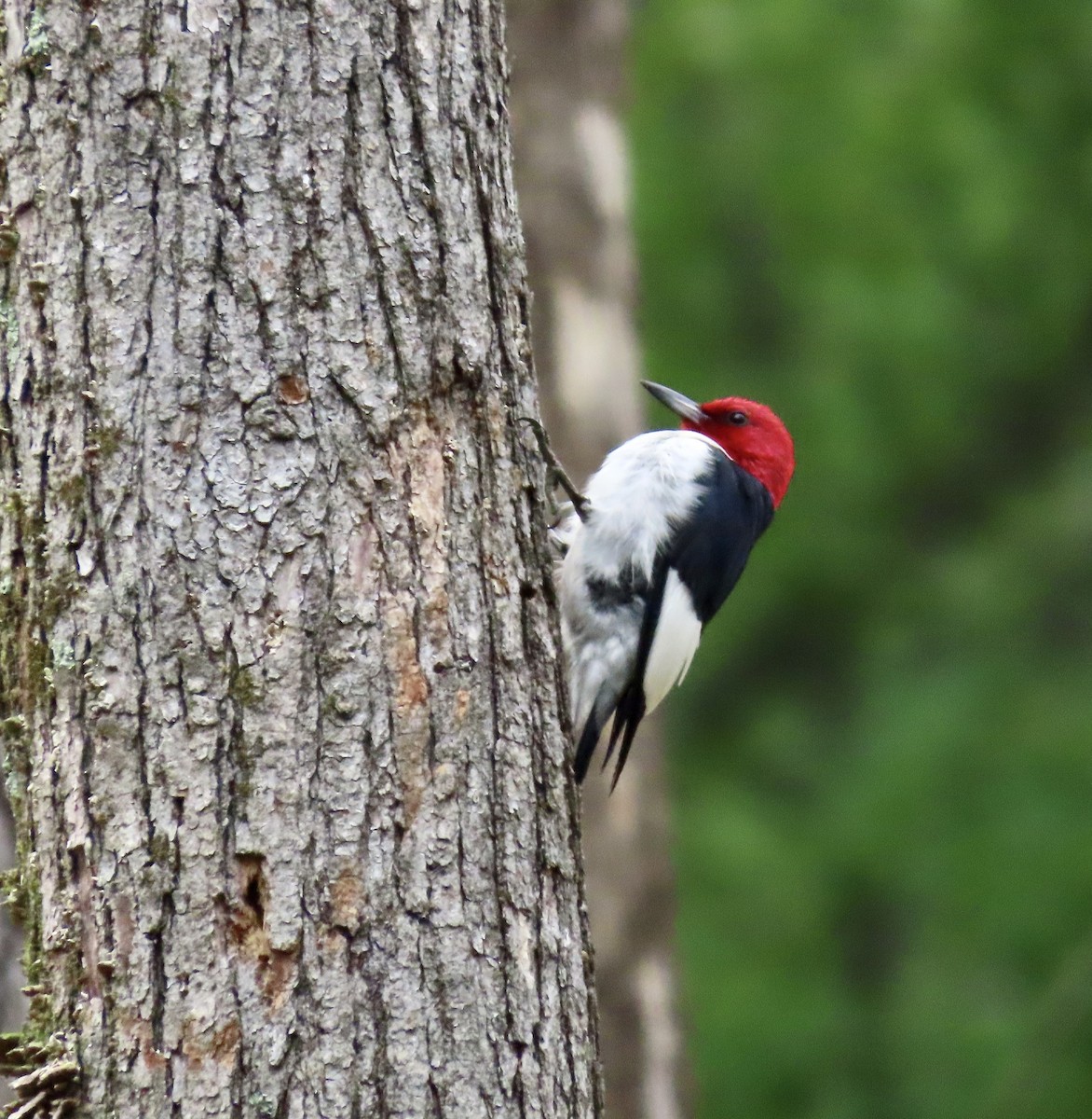 Red-headed Woodpecker - ML587337331
