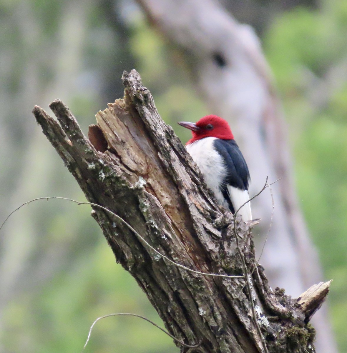 Red-headed Woodpecker - ML587337341