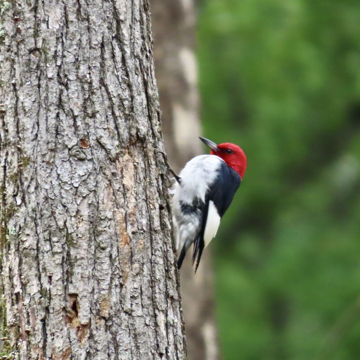 Red-headed Woodpecker - ML587337351