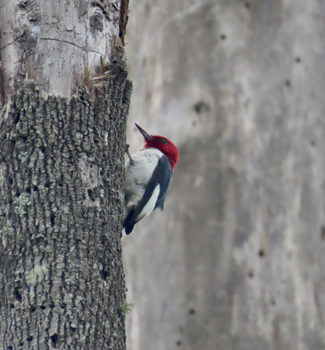 Red-headed Woodpecker - ML587337441