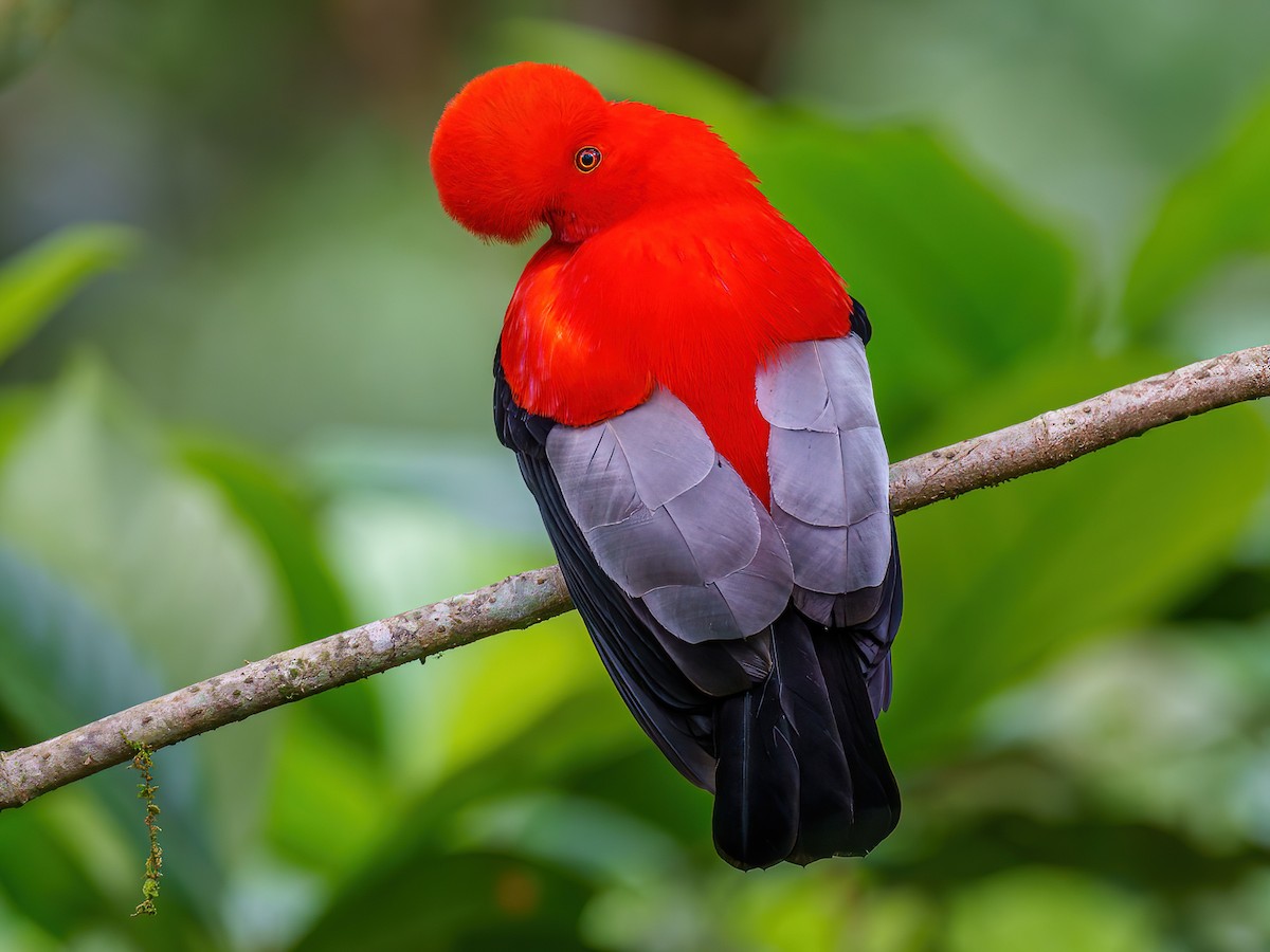 Gallito de las Rocas Peruano - eBird