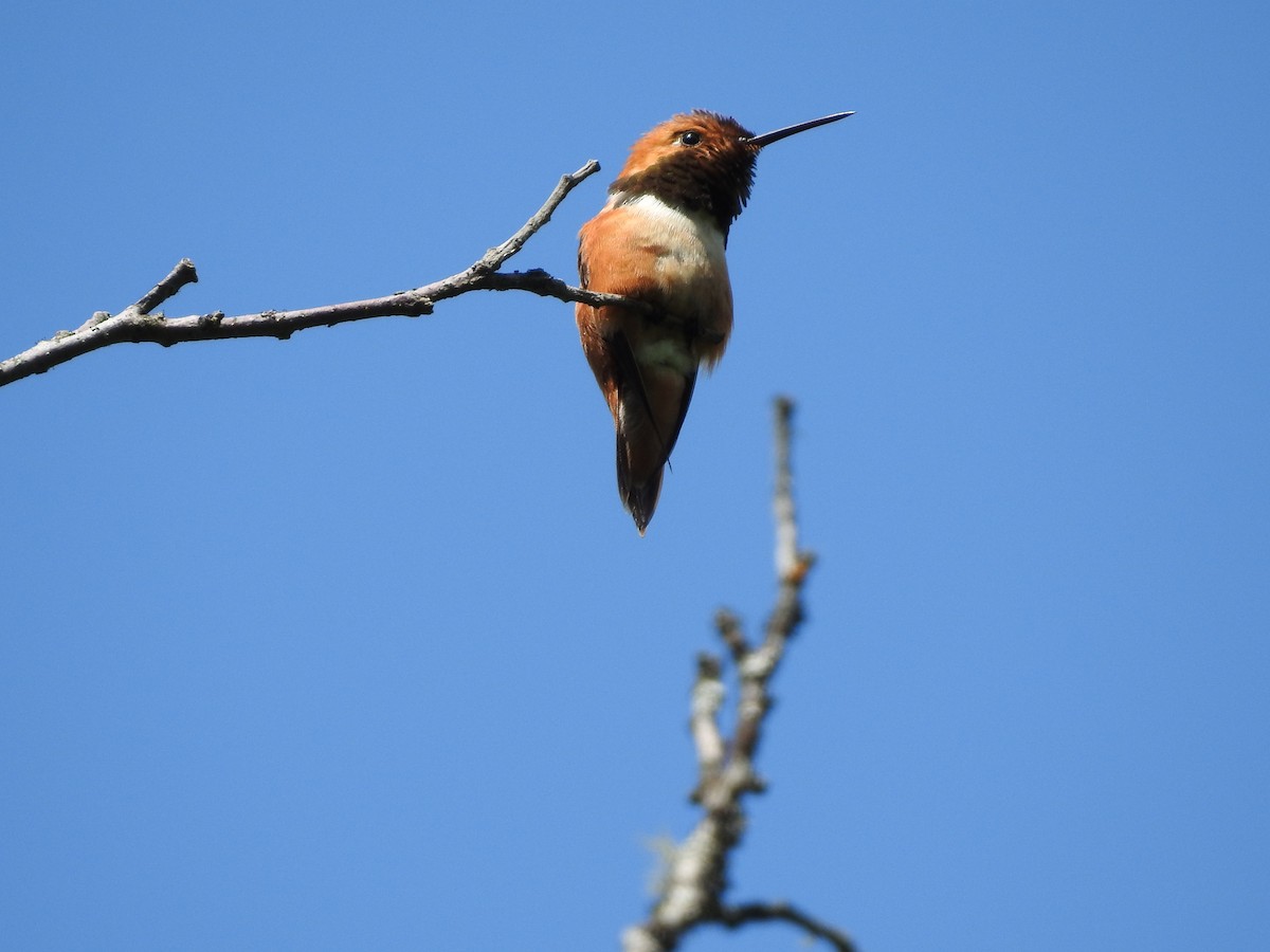 Rufous Hummingbird - ML587339221