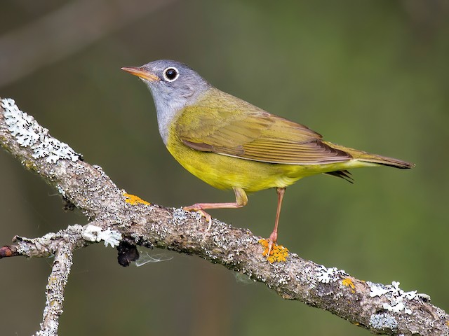  - Connecticut Warbler - 