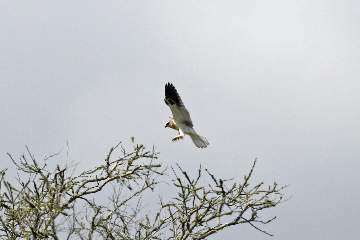 White-tailed Kite - ML58734111