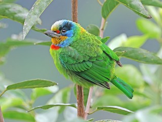  - Taiwan Barbet