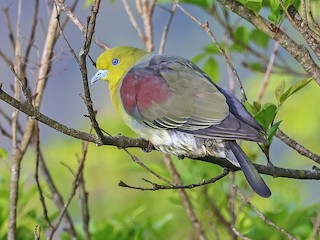  - White-bellied Green-Pigeon